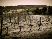 Winery Sonoma si 031113-009