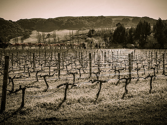 Winery Sonoma si 031113-009
